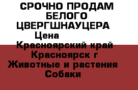 СРОЧНО ПРОДАМ БЕЛОГО ЦВЕРГШНАУЦЕРА › Цена ­ 20 000 - Красноярский край, Красноярск г. Животные и растения » Собаки   